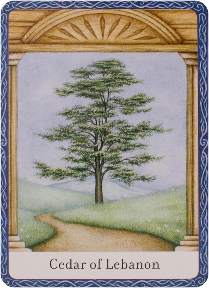 Wisdom of Trees Oracle Cards