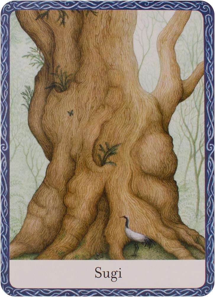 Wisdom of Trees Oracle Cards