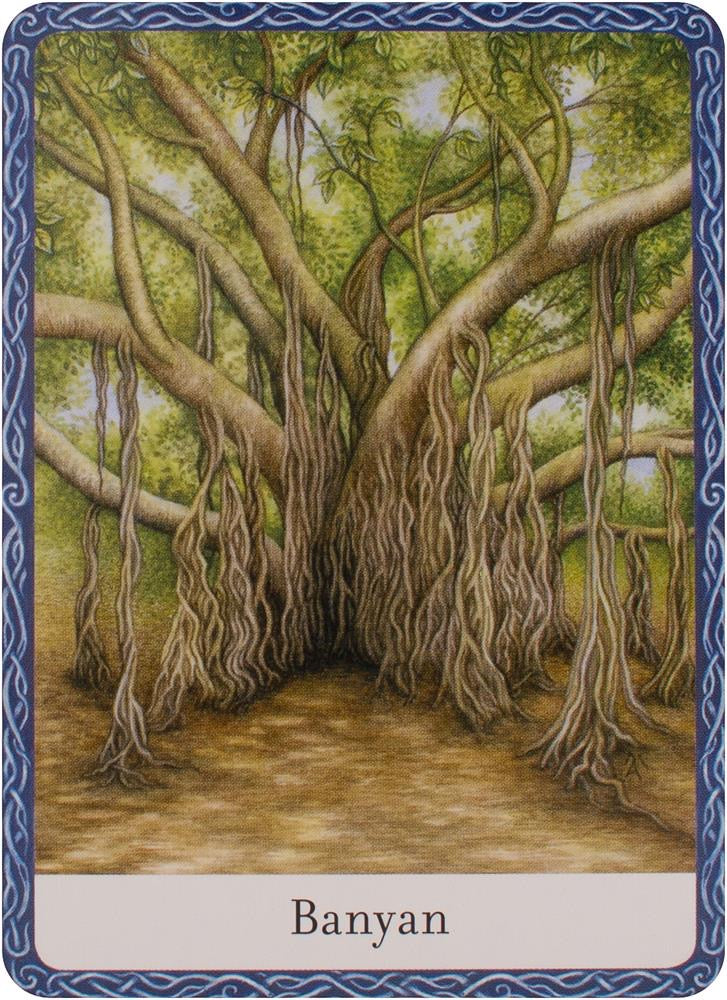 Wisdom of Trees Oracle Cards