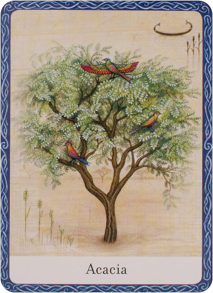 Wisdom of Trees Oracle Cards