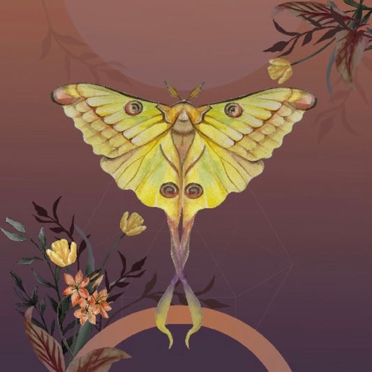Golden Moon Moth ~ Greetings Card